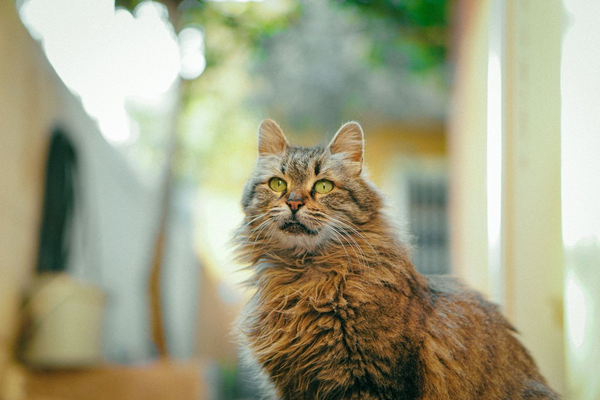 Die schönsten Katzenrassen – go4vet