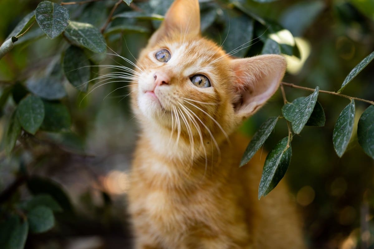 Die schönsten Katzenrassen – go4vet