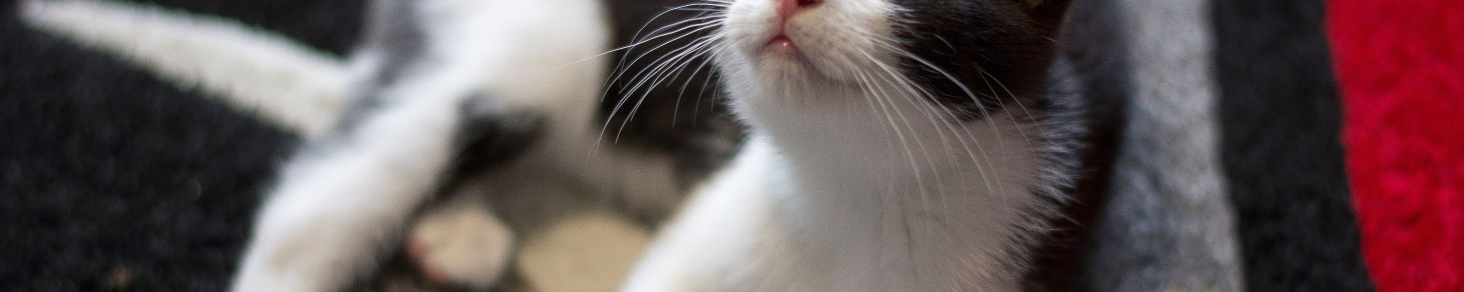 Die schönsten Katzenrassen