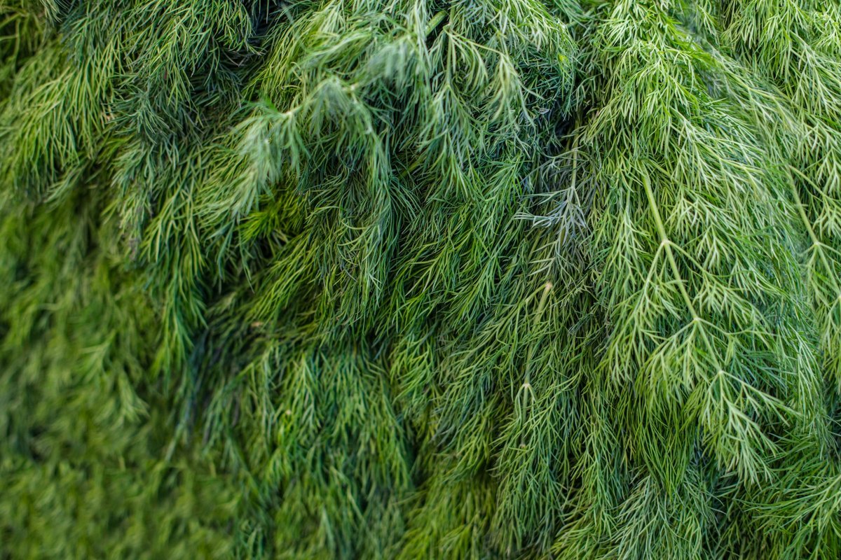 Dill Hund: Ist Dill für Hunde und Katzen ungefährlich? – go4vet