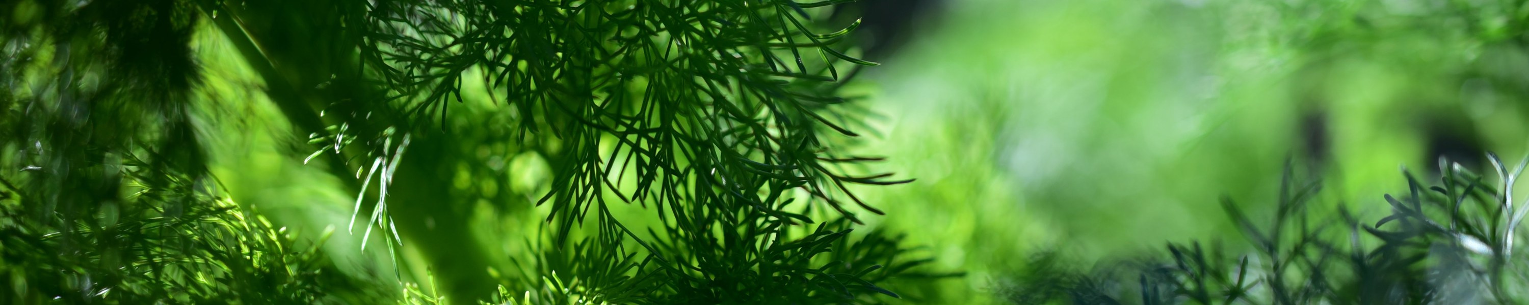 Dill Hund: Ist Dill für Hunde und Katzen ungefährlich?