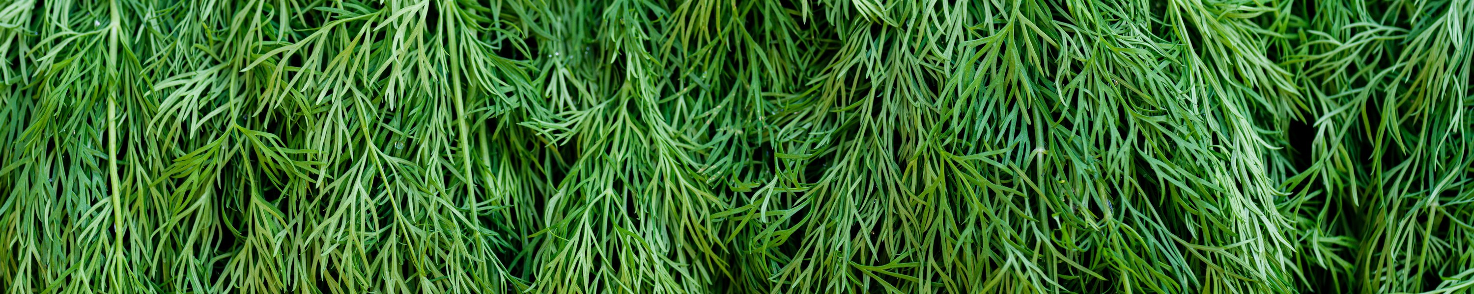 Dill Katze: Ist Dill für Katzen und Katzen ungefährlich?
