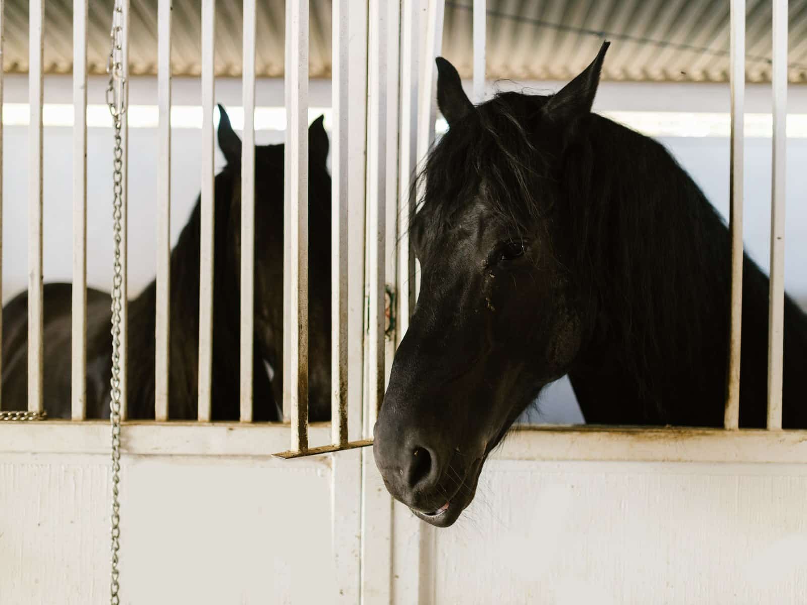 Druse beim Pferd: Symptome, Quarantäne und Stallhygiene