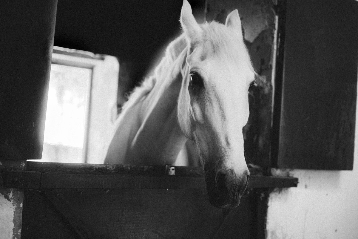 Druse beim Pferd: Symptome, Quarantäne und Stallhygiene – go4vet