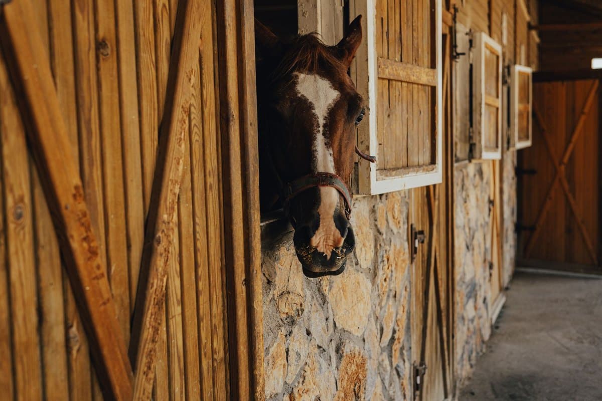 Druse beim Pferd: Symptome, Quarantäne und Stallhygiene – go4vet