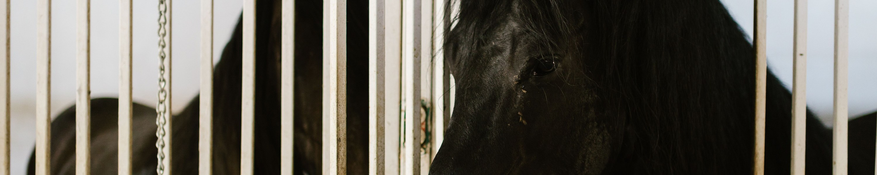 Druse beim Pferd: Symptome, Quarantäne und Stallhygiene