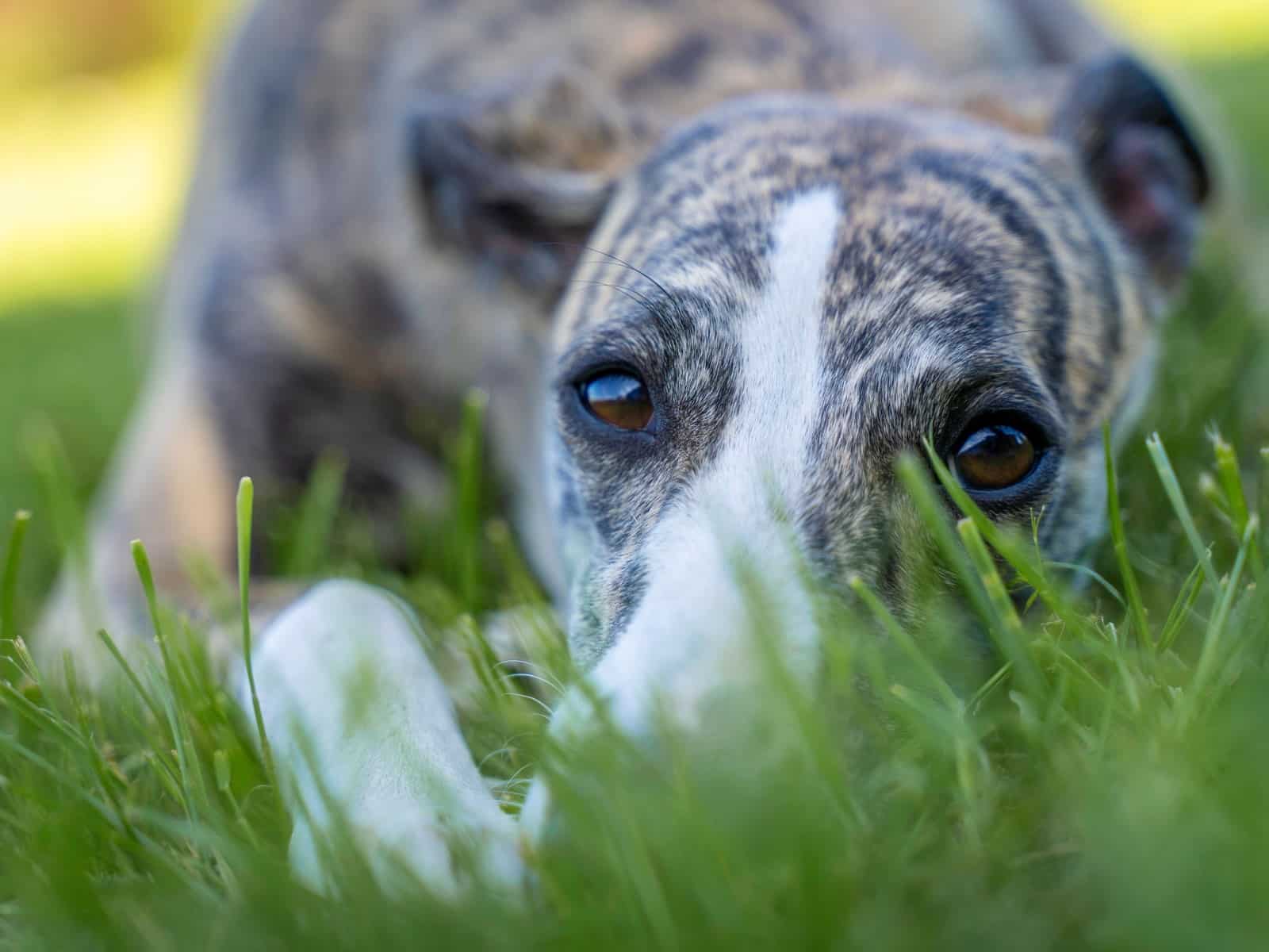 Dürfen Hunde Käse essen?