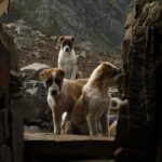 Dürfen Hunde Kirschen essen