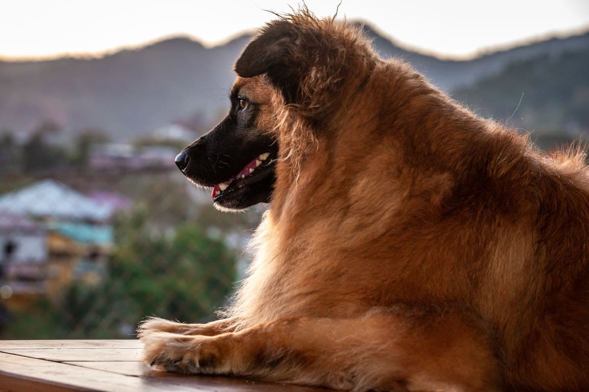 Dürfen Hunde Kirschen essen – go4vet