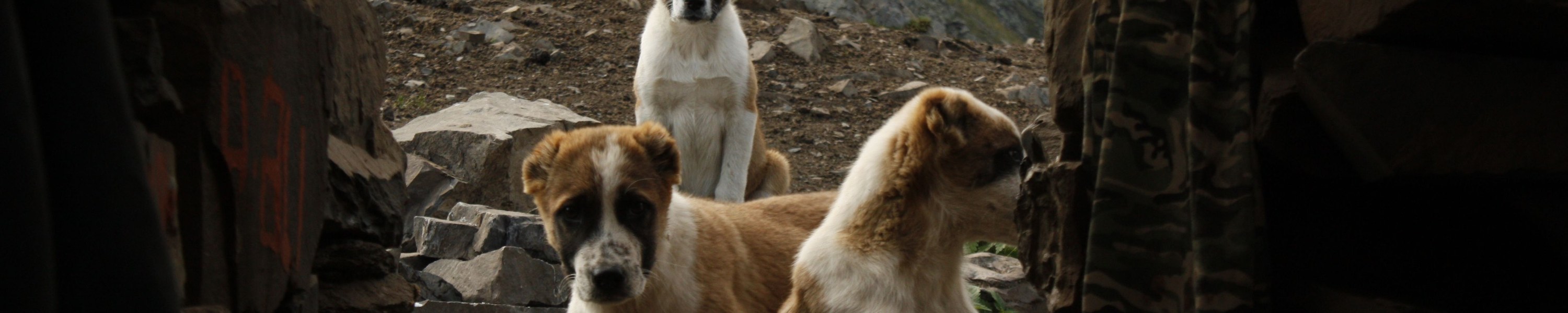 Dürfen Hunde Kirschen essen