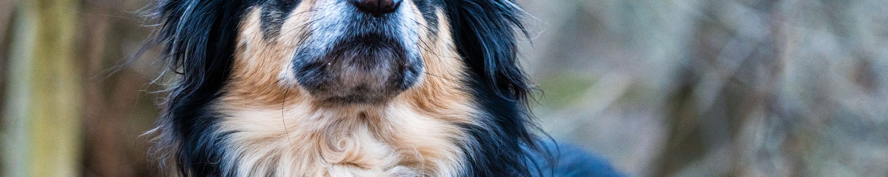 Dürfen Hunde Tomaten essen?