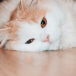 Durchfall bei Katzen