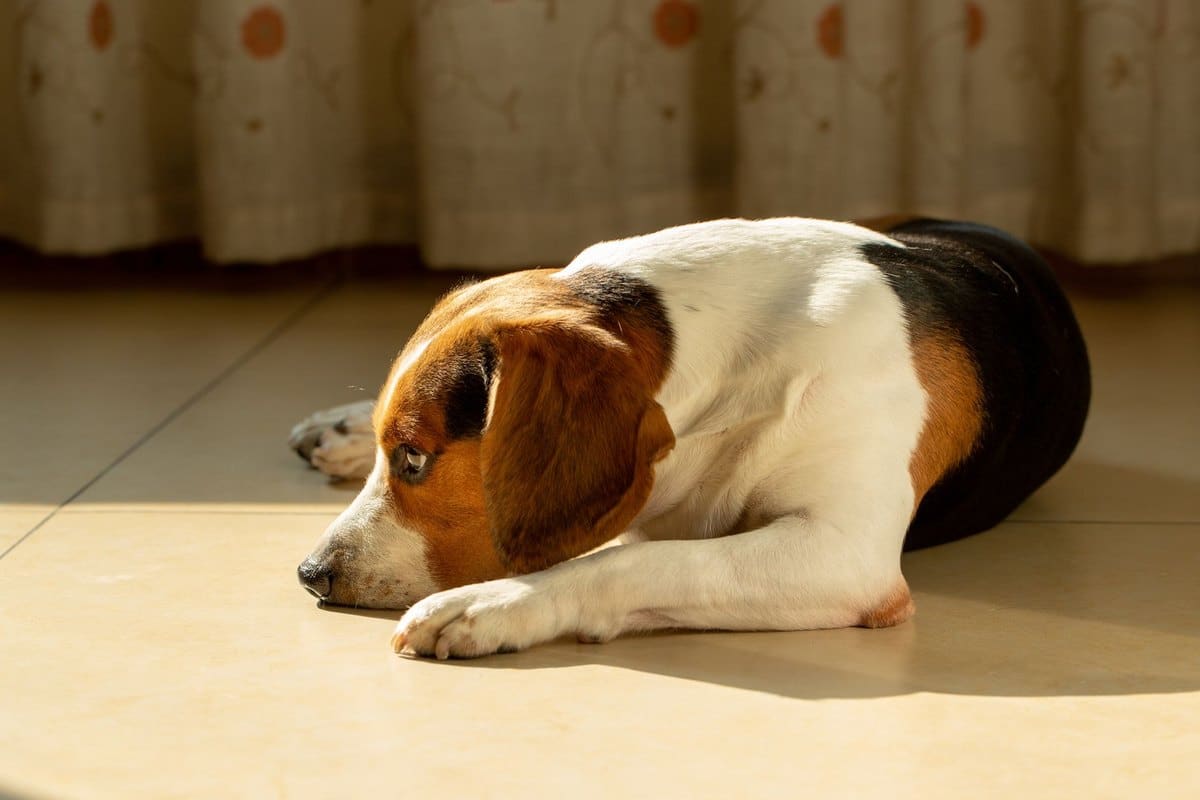 Durchfall beim Hund – go4vet