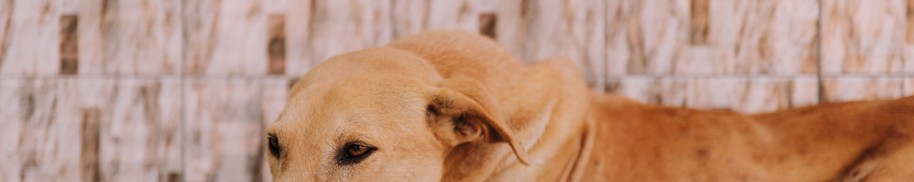 Durchfall beim Hund