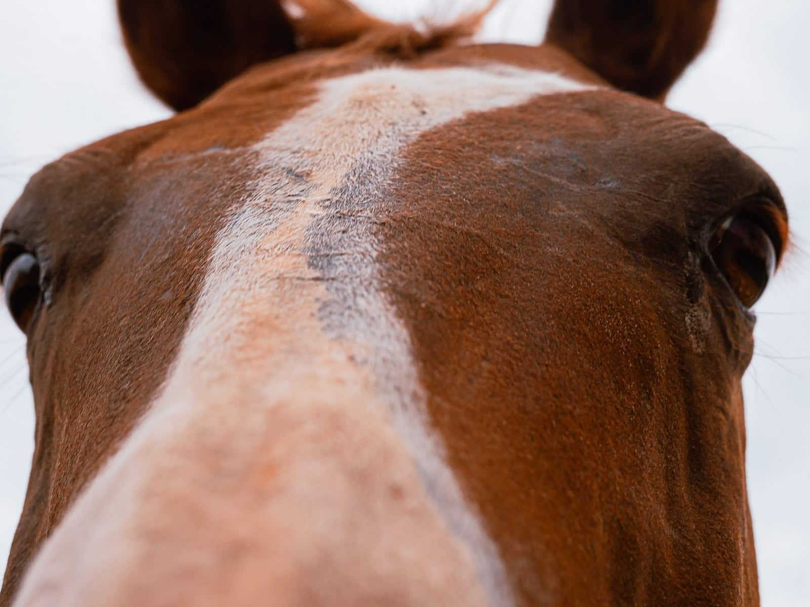 Durchfall beim Pferd: Ursachen, Notfall und Management