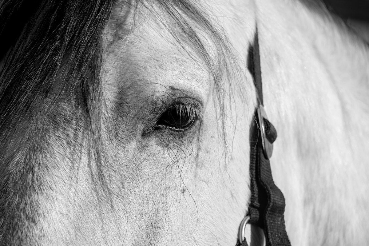 Durchfall beim Pferd: Ursachen, Notfall und Management – go4vet