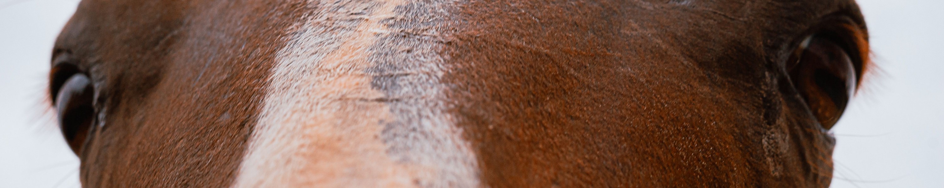 Durchfall beim Pferd: Ursachen, Notfall und Management