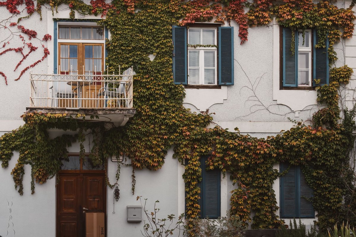Efeu giftig für Hunde: Ist Efeu in der Wohnung gefährlich? – go4vet