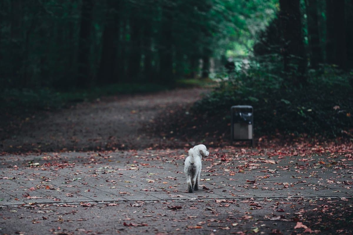 Ehrlichiose beim Hund – go4vet