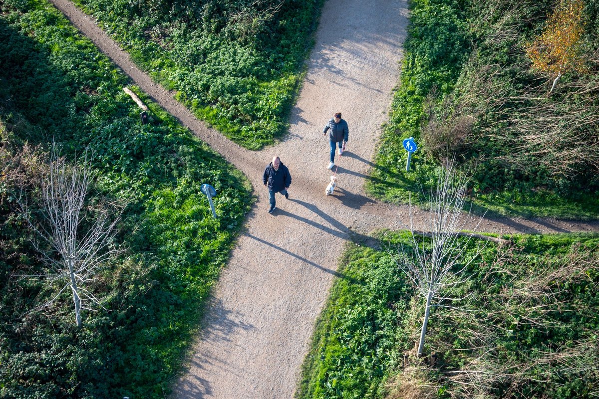 Ehrlichiose beim Hund – go4vet