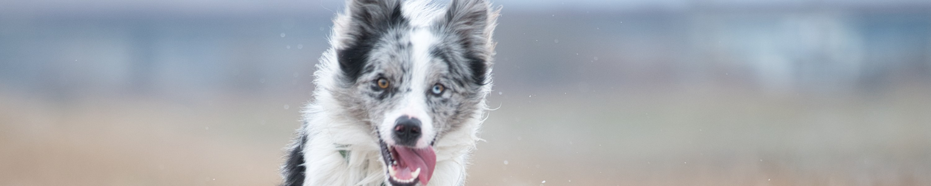Ehrlichiose beim Hund