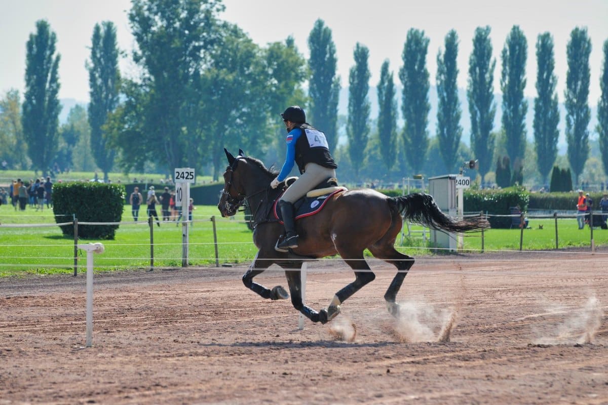 ehv-1 beim pferd: pferdeherpes erkennen, quarantäne und unte – go4vet