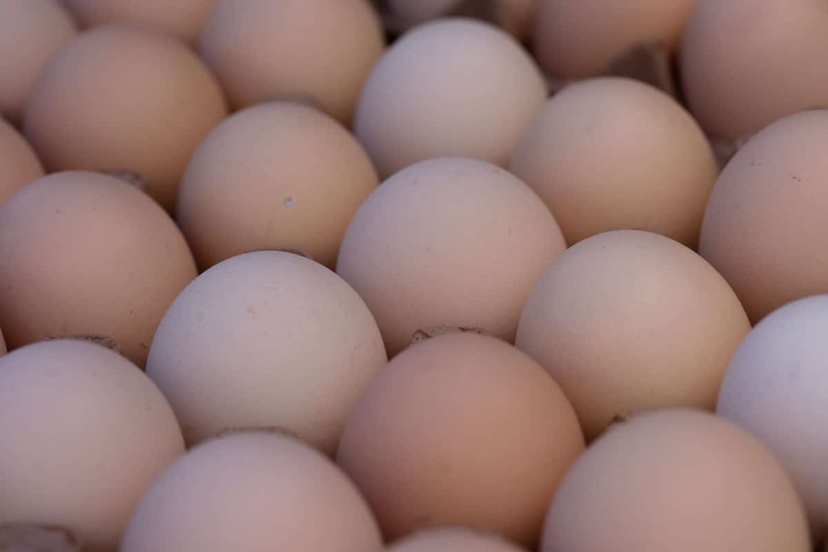 Dürfen Katzen Eier essen? Roh oder gekocht – was ist sicher? – go4vet