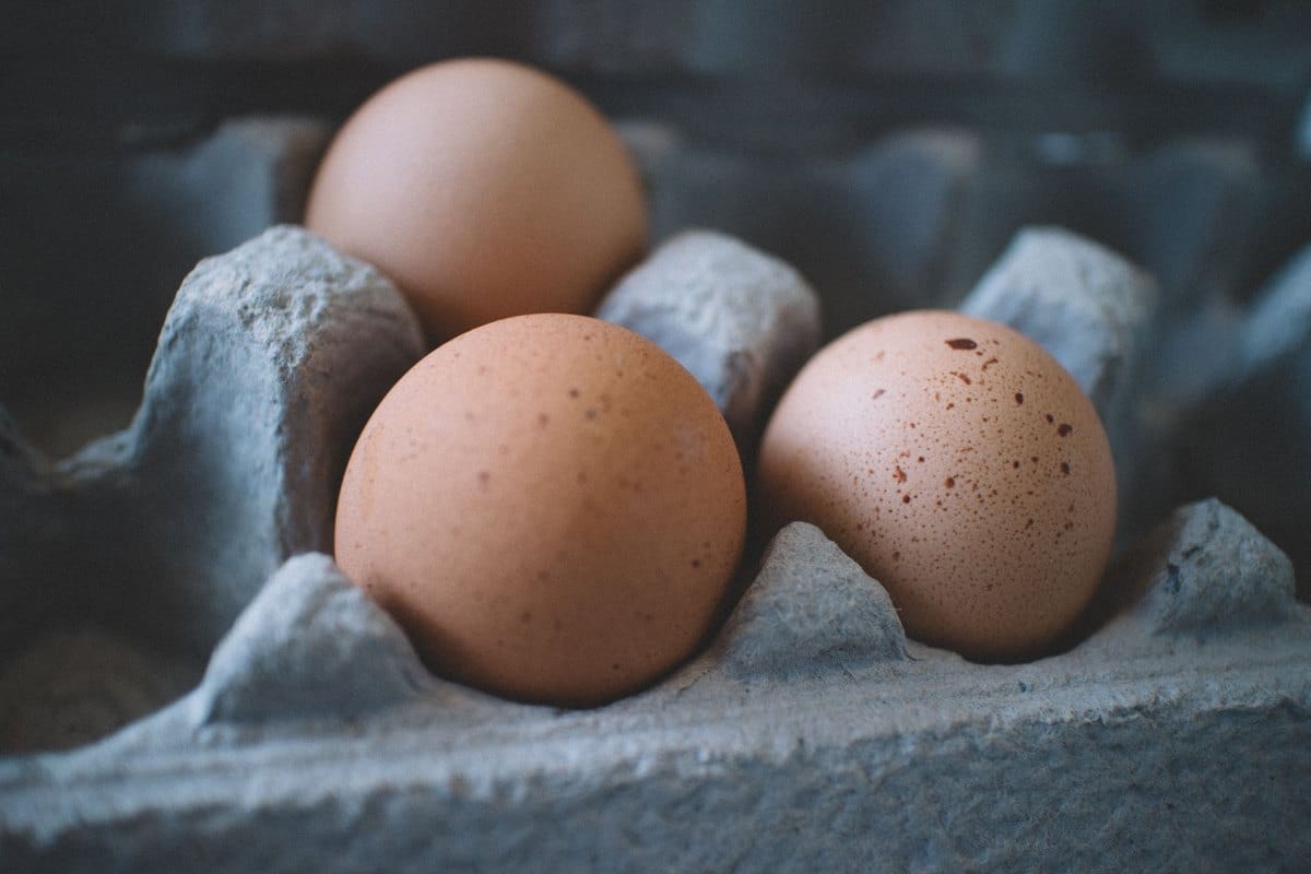 Dürfen Katzen Eier essen? Roh oder gekocht – was ist sicher? – go4vet