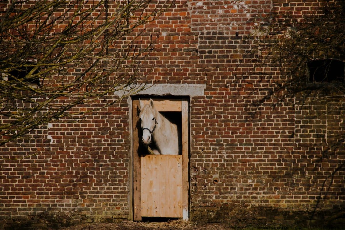 Einäschern von Großtieren: Pferdekrematorium und Urne – go4vet