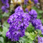 Eisenhut giftig: Aconitum — eine der giftigsten Pflanzen!