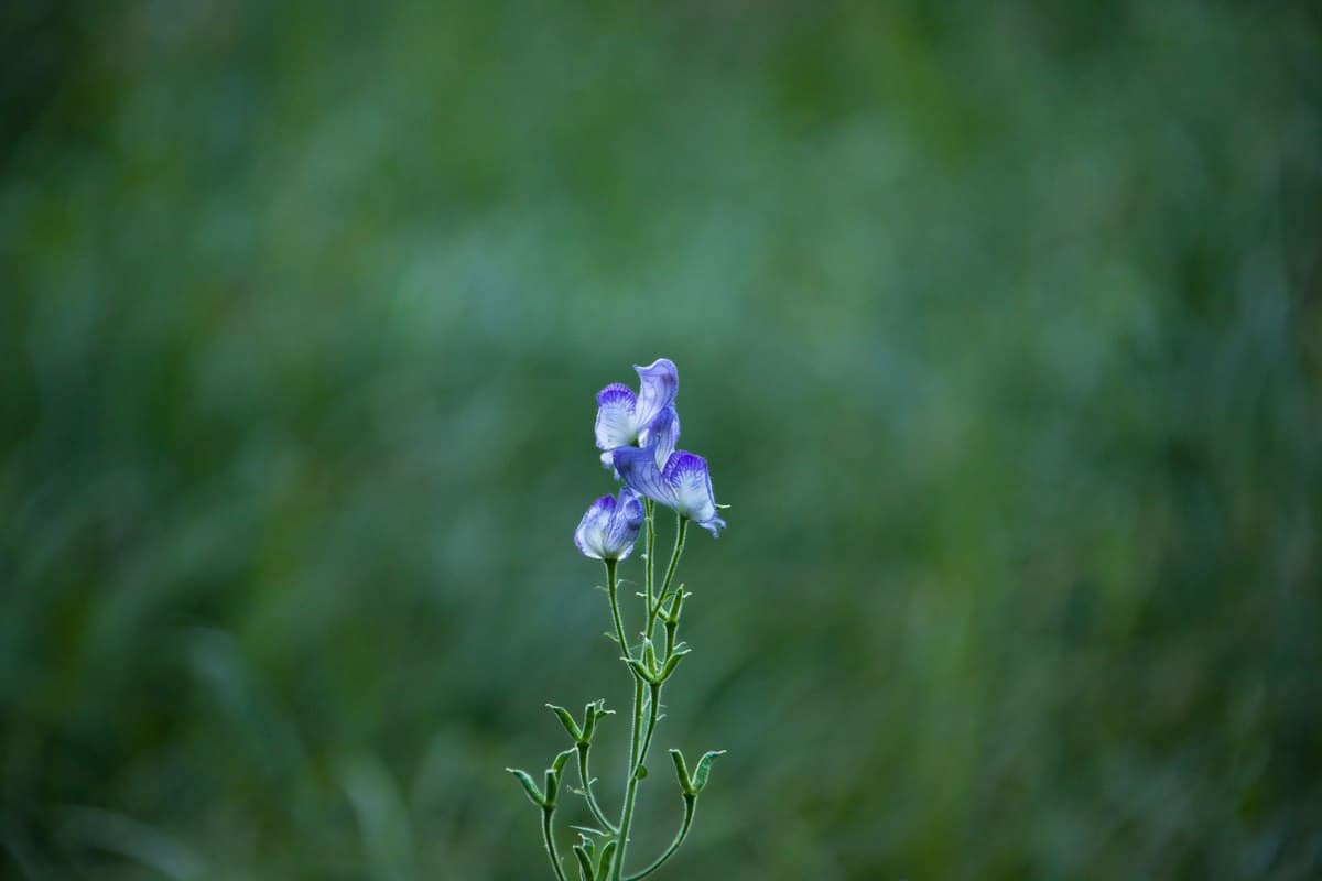 Eisenhut giftig: Aconitum — eine der giftigsten Pflanzen! – go4vet
