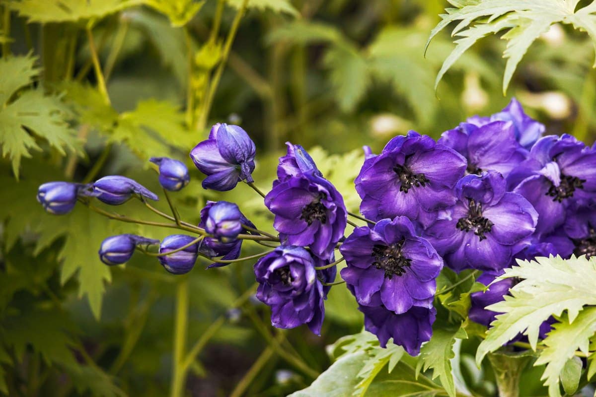 Eisenhut giftig: Aconitum — eine der giftigsten Pflanzen! – go4vet