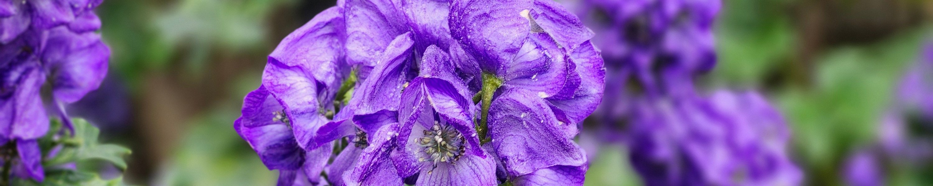 Eisenhut giftig: Aconitum — eine der giftigsten Pflanzen!