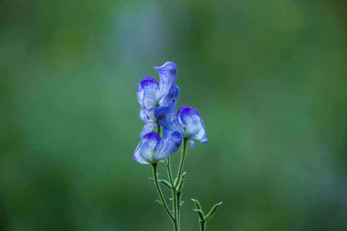 Eisenhut giftig: Aconitum — eine der giftigsten Pflanzen! – go4vet