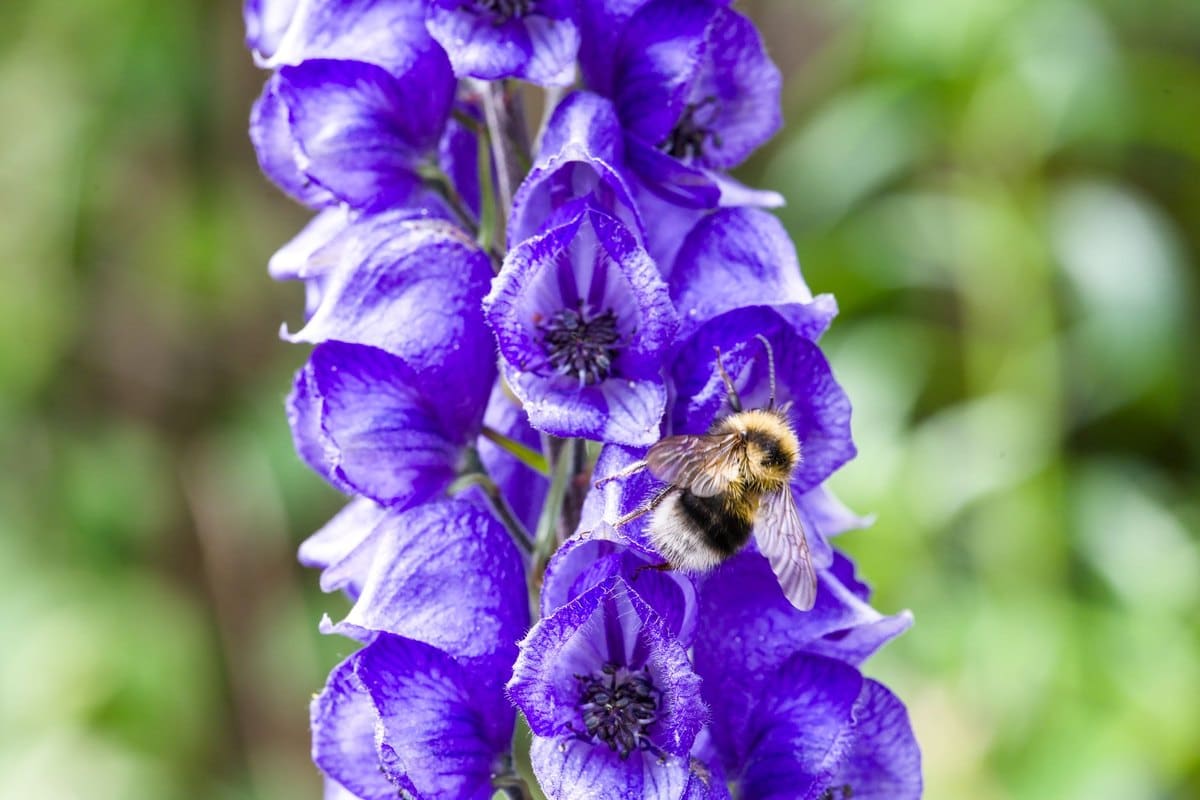 Eisenhut giftig: Aconitum — eine der giftigsten Pflanzen! – go4vet