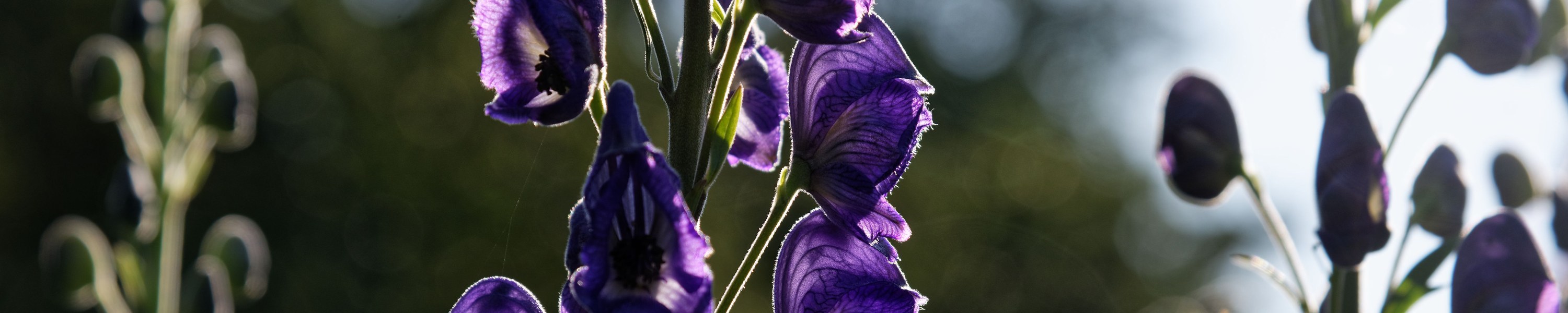 Eisenhut giftig: Aconitum — eine der giftigsten Pflanzen!
