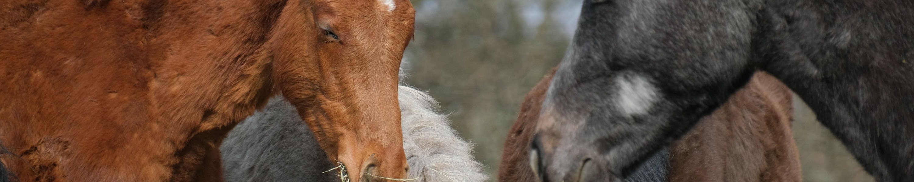 Eiweiß in der Pferdefütterung: Bedarf, Quellen, Aminosäureprofil