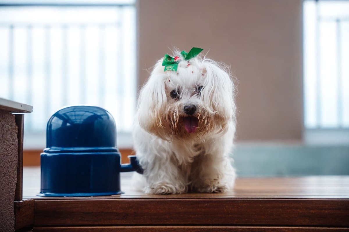 Eliminationsdiät beim Hund: 8 Wochen, die alles entscheiden – go4vet