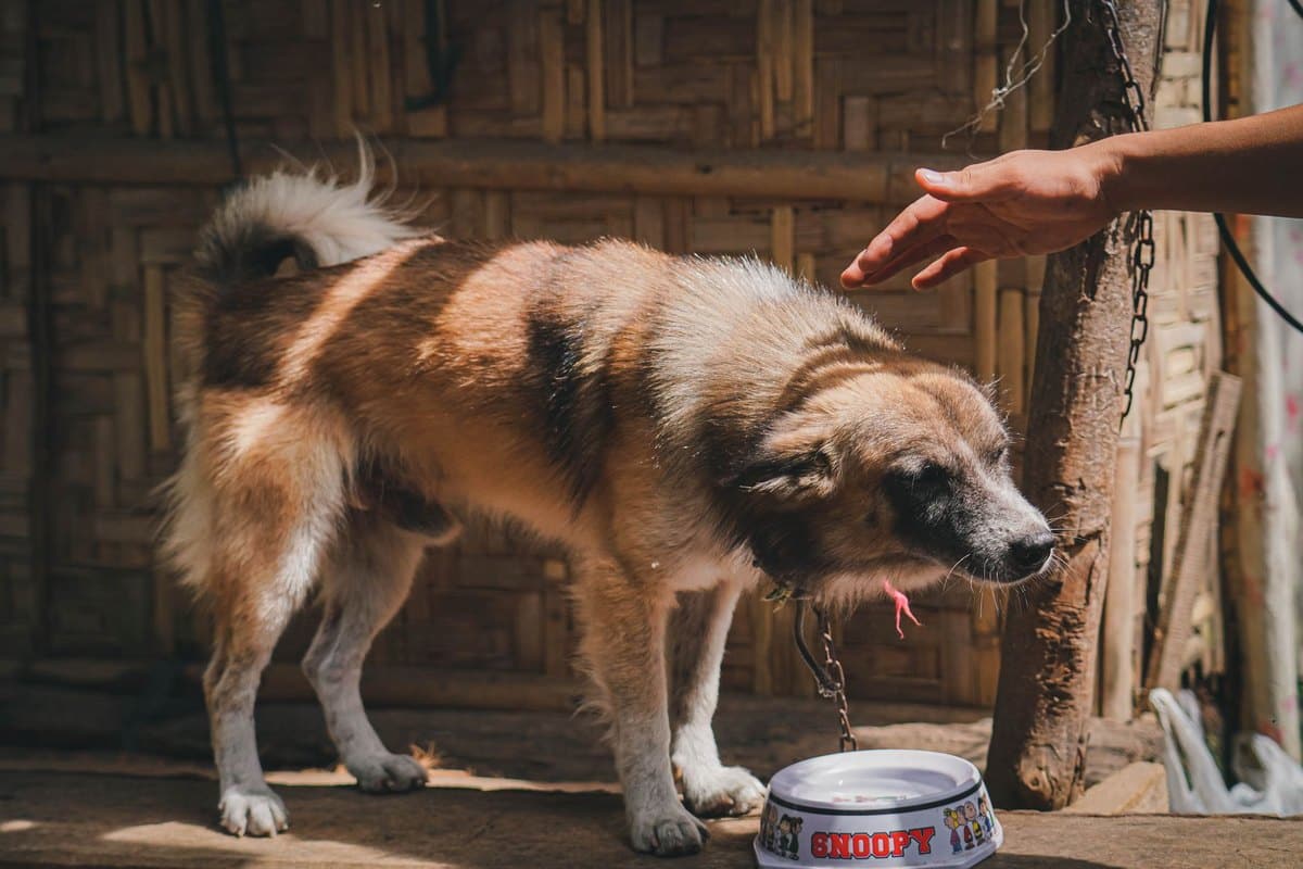 Eliminationsdiät beim Hund: 8 Wochen, die alles entscheiden – go4vet