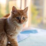 Ellbogendysplasie bei Katzen