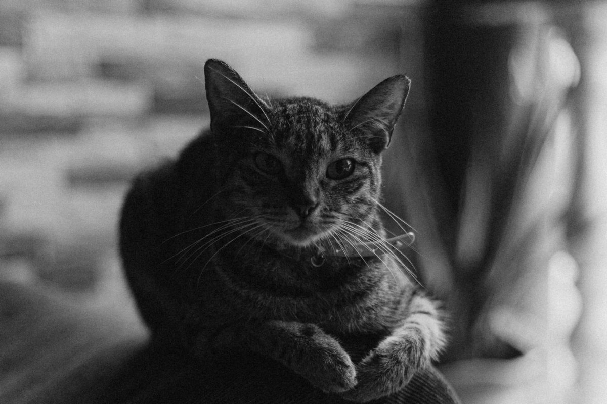 Ellbogendysplasie bei Katzen – go4vet