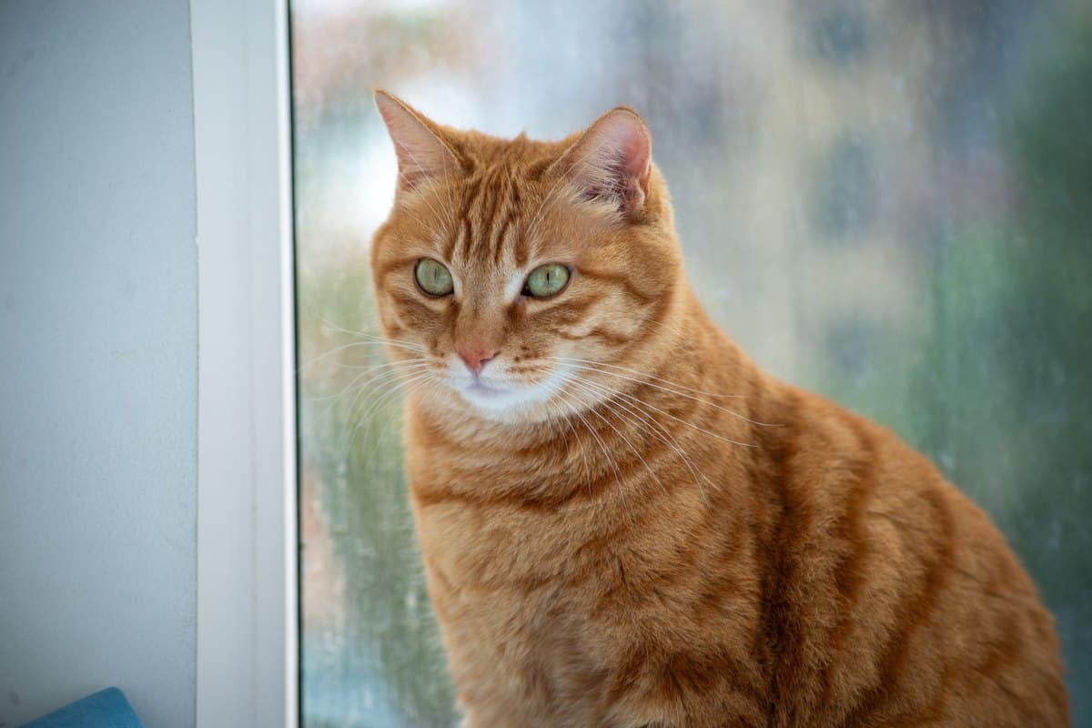 Ellbogendysplasie bei Katzen – go4vet