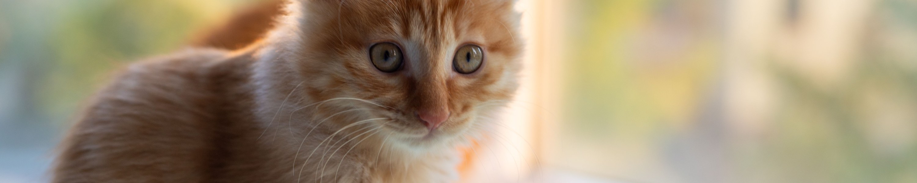 Ellbogendysplasie bei Katzen
