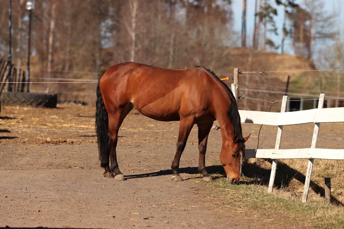 Empfindliche Augen beim Pferd – go4vet
