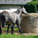 Energiefutter beim Pferd: Stärke, Faser oder Fett