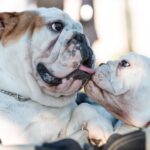 Englische Bulldogge