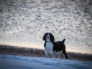 Englischer Springer Spaniel