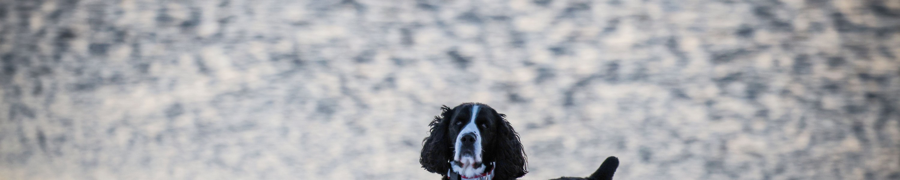 Englischer Springer Spaniel