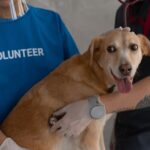 English Foxhound