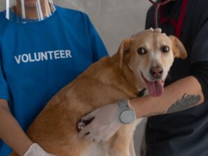 English Foxhound